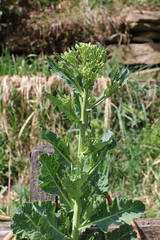 Collard greens, cultivars of Brassica oleracea, also known as Montenegrin cabbage. Healthy plant, vegetable, with big green leaves and the flower stalks