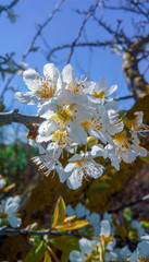 Flor de almendro