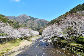 伊豆松崎大沢温泉の桜
