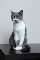 Fototapeta premium Gray cat looks into the camera. Portrait of a cute pet.