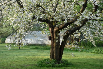  Flowering cherry tree and greenhouse  in the background