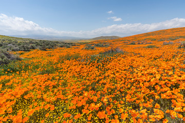 Fototapeta premium California poppy super bloom wildflower hillside near Lancaster in northern Los Angeles County.
