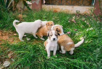 Group of homeless little puppies playing on green grass.