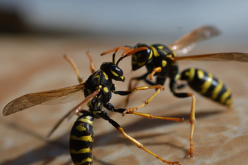 2 waps are fighting for their territory in spring macro photography