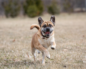 Obraz premium Older small brown dog running in the park