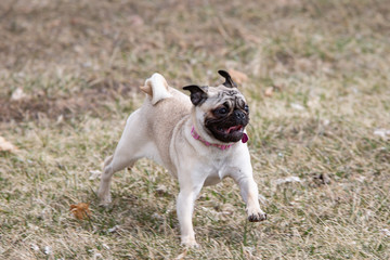 Cute pug dog with tongue out running in a park