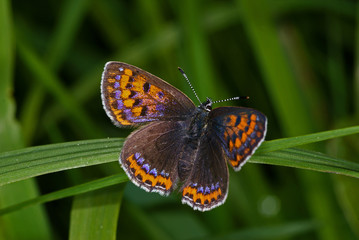 Lycaena helle Blauschillernder Feuerfalter, Weibchen DE, NRW, Blankenheim 28.05.2013