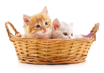 Naklejka na ściany i meble Two red kittens in a basket.