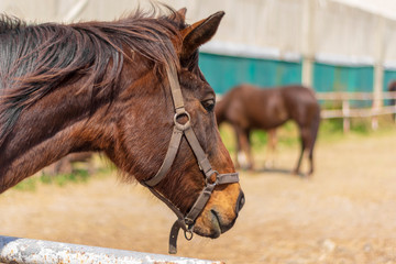 Beautiful arabian breed horse on a background of trees closeup