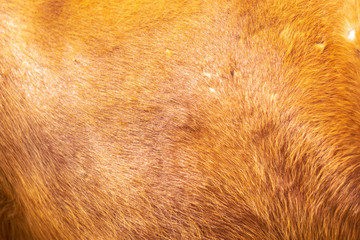 Brown horse canvas fur background