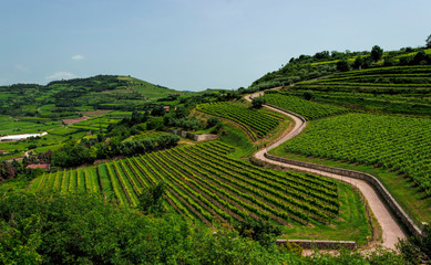 Fototapeta na wymiar Soave. Vineyards on the hill.