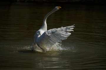 Fototapeta premium Cygne chanteur