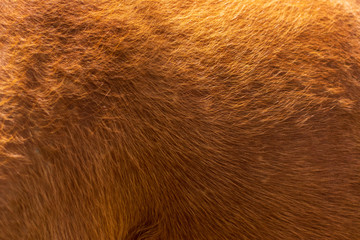 Brown horse canvas fur background