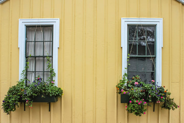Fototapeta na wymiar Cheerful yellow wood sided building closeup with window boxes full of flowers with strings strung up for vines to grow on