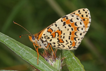 Obraz premium Melitaea didyma (ESPER, 1778) Roter Scheckenfalter DE, RLP, Vawig (Mosel) 28.06.2013