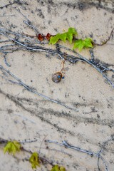 Snail on a Wall