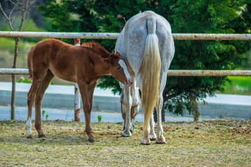 Mare with few weeks old foal on pasture close-up