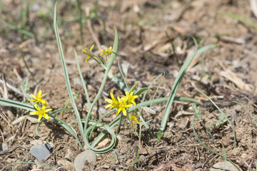 キバナノアマナ