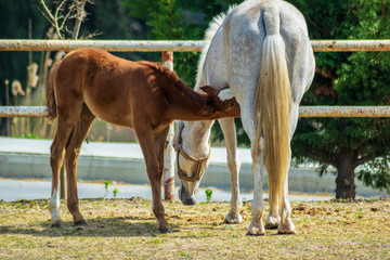 Mare with few weeks old foal on pasture close-up