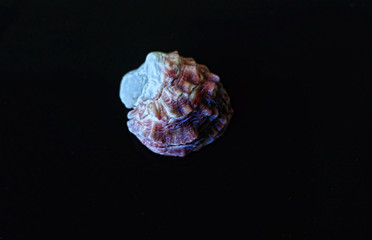 Sea shell