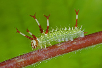 Aglia tau Nagelfleck , Raupe DE, NRW, Wuppertal 25.05.2013