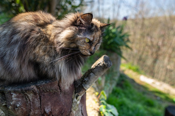 Naklejka na ściany i meble Tortoishell Cat in the Garden