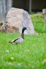 Duck on Grass