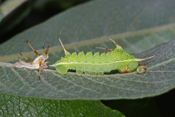 Aglia tau Nagelfleck , Raupe DE, NRW, Wuppertal 10.06.2013