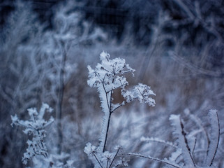 the plant is covered with frost