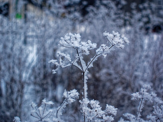 the plant is covered with frost