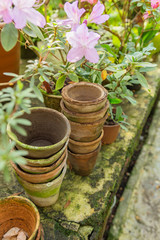 Many empty ceramic pots and flowers on concrete background in greenhouse.