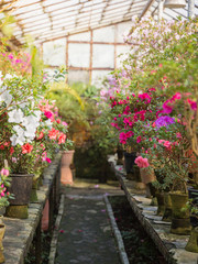 Flowering of colourful Azaleas in flower pots in old greenhouse