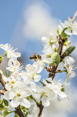 Reneklodenblüten, Pflaumenblüte
