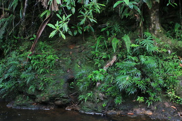 Tyical view of jungle or tropical rainforest with many shades of green and a large tree trunk