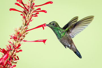 Juvenile Copper-rumped hummingbird feeding on the 