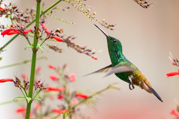 Copper-rumped hummingbird feeding on the Antigua Heat flower in a garden.