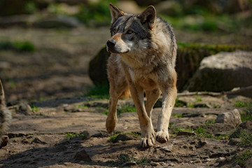 Loup gris d'Europe