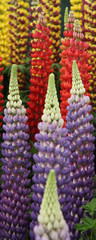 Close-up of perfect blue red and yellow lupins