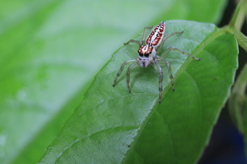 macro foto of a cute jumping spider Salticidae with large black eyes and a brown with white body