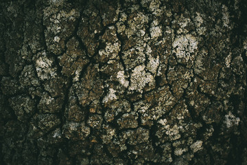 Oak tree bark texture and background for design. Close view of old rough oak bark texture. 
