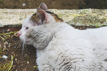 White dirty stray cat