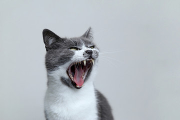 The gray cat opened his mouth and screams. Portrait of a cute pet.