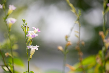 Chinese violet or Coromandel or Ganges primrose or  Philippine violet.Herb concept.