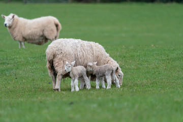 Fototapeta premium Ewe with lambs.