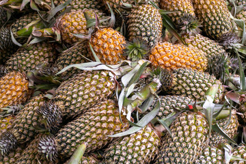 Fototapeta premium Fresh pineapples stacked for sell in the fruit market