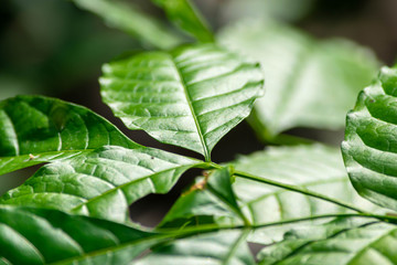 Close up of green leaves background (Selective focus)