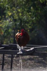 kogut, drób, wieś, ferma © ucja