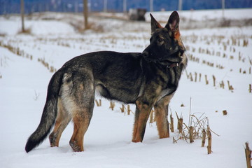 German shepherd in the snow