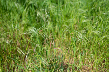 A plain green grass background