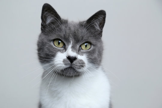 Gray cat looks into the camera. Portrait of a cute pet.